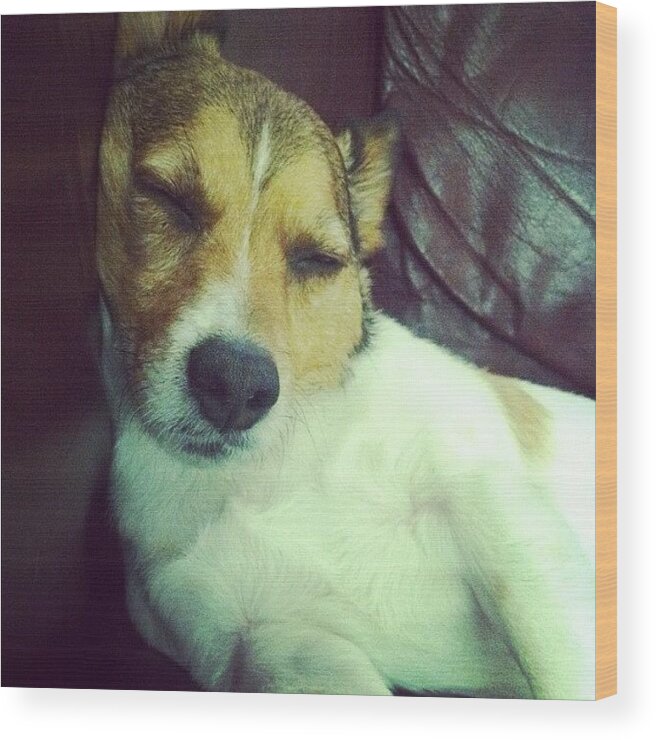 Jackrussel Wood Print featuring the photograph Comfortable? #dog #jackrussell by Emily Hames