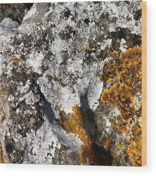 Lichen Wood Print featuring the photograph Cumbrian Lichens by Nic Squirrell