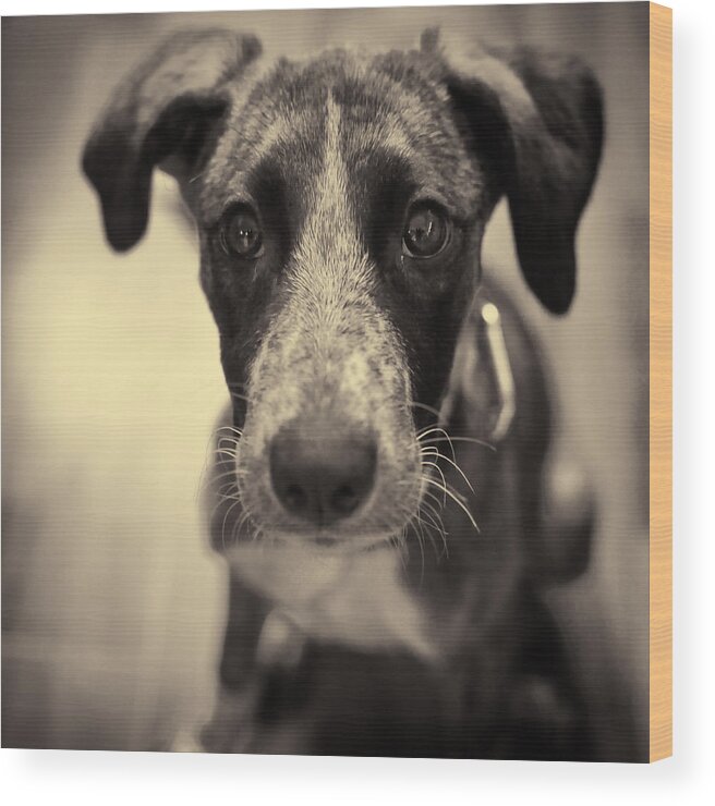 Dog Wood Print featuring the photograph Cute dog portrait by Mirko Chessari