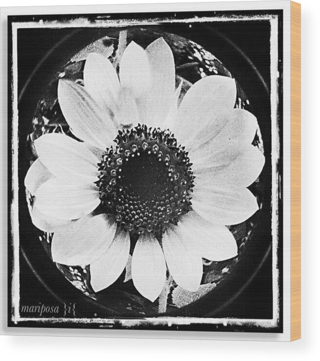 Nature Wood Print featuring the photograph Daisy by Mari Posa