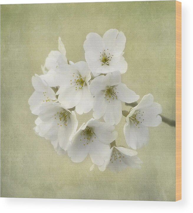 Flower Wood Print featuring the photograph DC Blossom by Kim Hojnacki