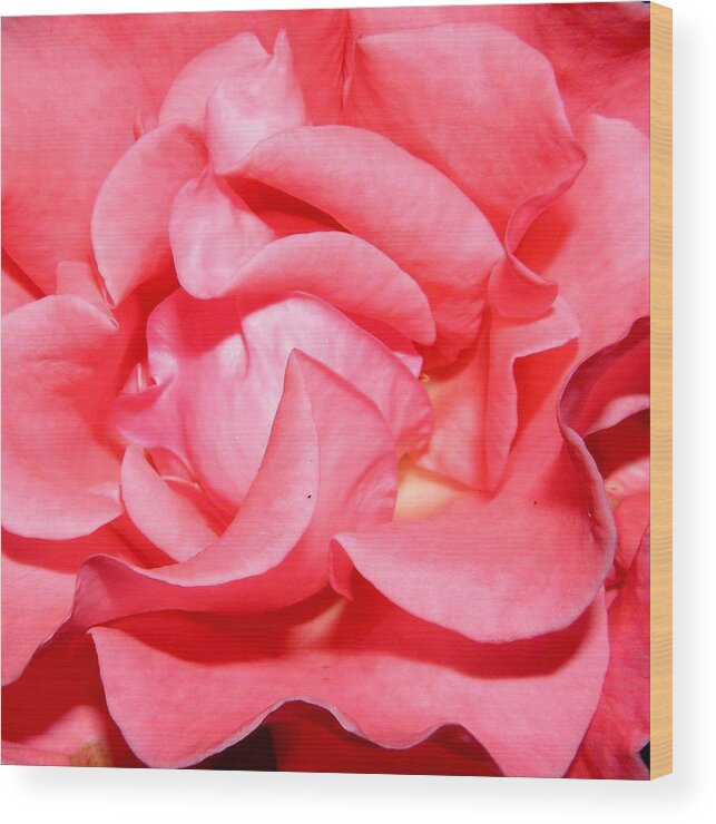 Pink Wood Print featuring the photograph Delicate Swirls Of Pin by Kim Galluzzo Wozniak
