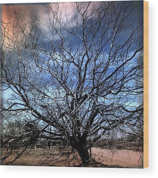 Sky Wood Print featuring the photograph #desert #tree #sky #clouds by Jennifer OHarra