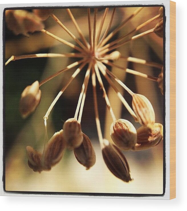  Wood Print featuring the photograph Dill Seeds... by Gracie Noodlestein