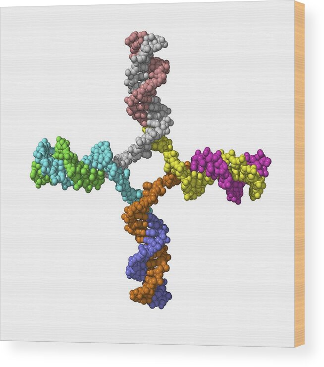 Holliday Junction Wood Print featuring the photograph Dna Recombination, Molecular Model by Laguna Design