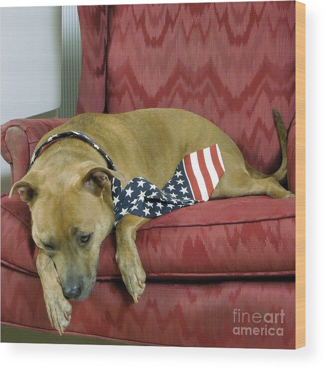Dog Wood Print featuring the photograph Dog Tired by Renee Trenholm