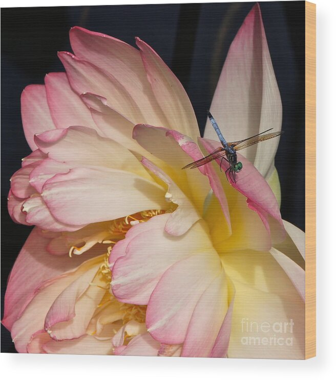 Dragonfly On Lotus Wood Print featuring the photograph Dragonfly And Lotus by Byron Varvarigos