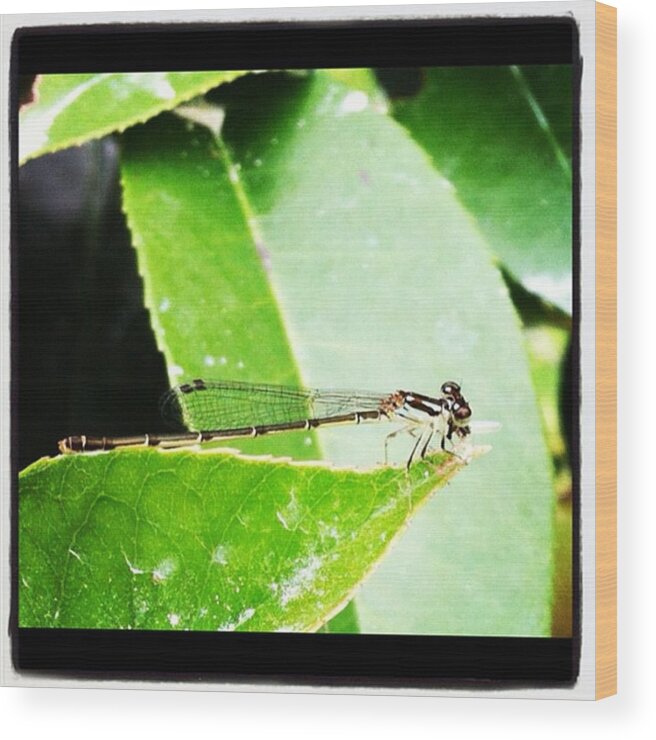  Wood Print featuring the photograph Dragonfly by Dana Coplin