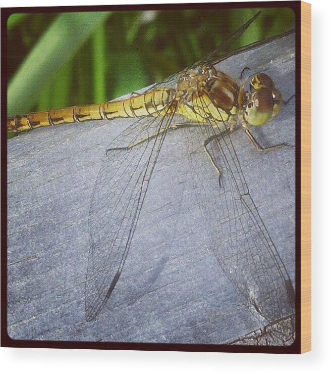 Summer Wood Print featuring the photograph Dragonfly by Kimberley Dennison