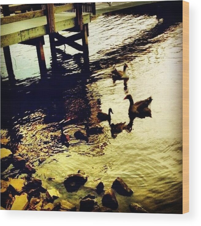 Cute Wood Print featuring the photograph #duck #dusk #cute #family #summer by Katie Williams