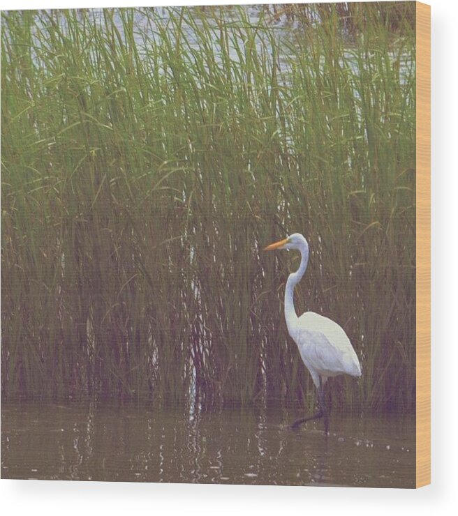 South Jersey Wood Print featuring the photograph Egret by Penni D'Aulerio