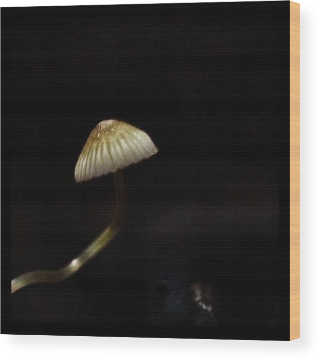  Wood Print featuring the photograph Falls Mill Mushroom 2 by Dave Edens