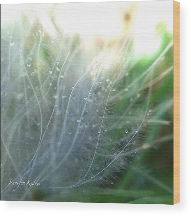 Sspics Wood Print featuring the photograph Feather Blowing In The Wind by Jennifer K