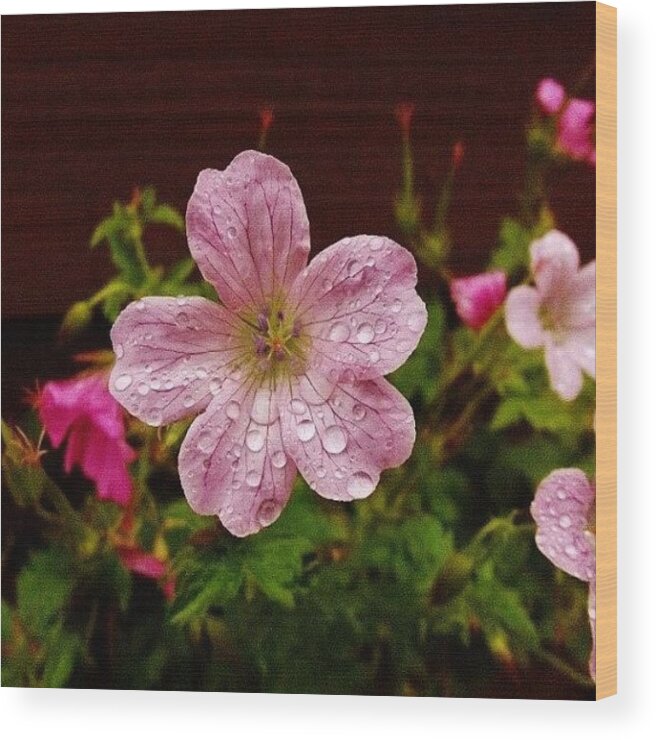 Instagram Wood Print featuring the photograph Flower After The Rain. #flower #pink by Mike Williams