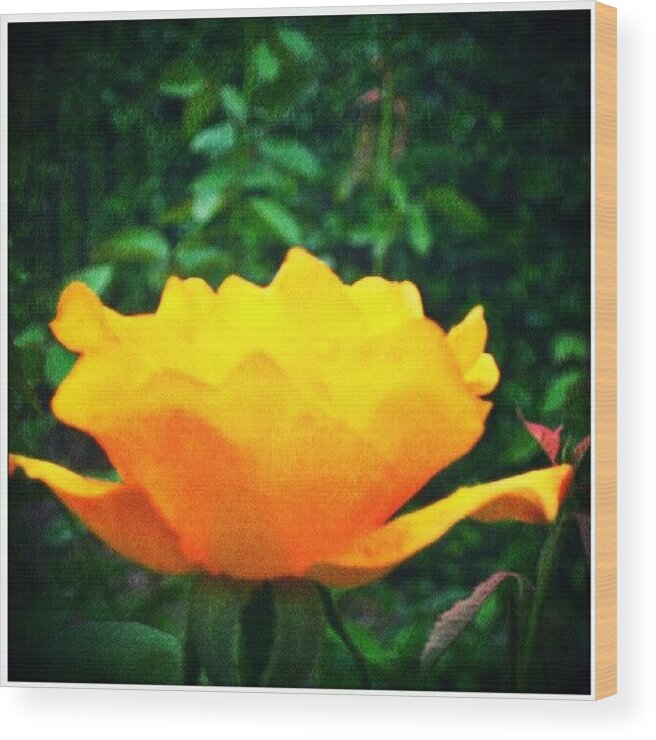 Love Wood Print featuring the photograph #flower #bloom #yellow #tagstagram.com by Melissa Fleming