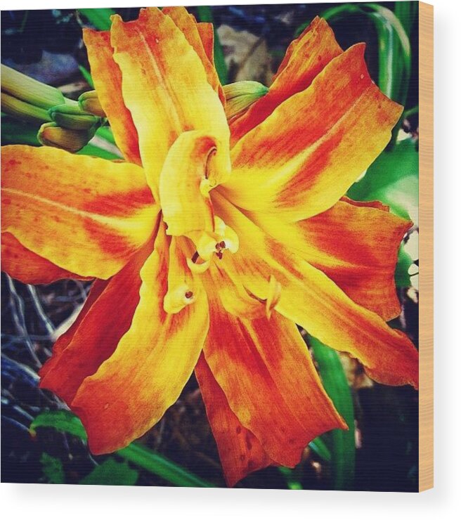 Beautiful Wood Print featuring the photograph Flower by Katie Williams