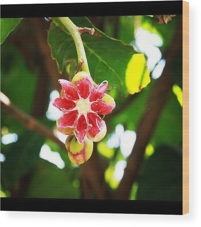 Bahrani Wood Print featuring the photograph Flower Or Fruit?? Another Wonder Of by Ahmed Oujan