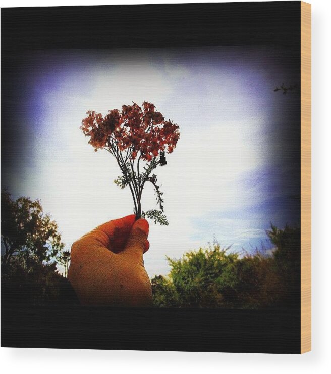 Great Wood Print featuring the photograph #flowers #sun #insagram #instagood by Ryan Matthew 