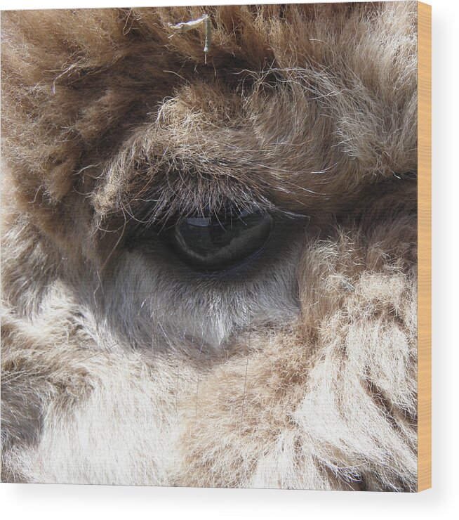 Alpaca Wood Print featuring the photograph Fluffy Eyes by Kim Galluzzo Wozniak