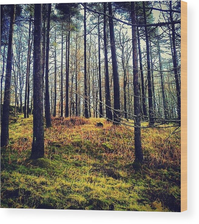Pine Wood Print featuring the photograph Forest in Cumbria by Nic Squirrell