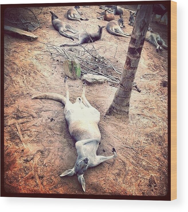 Wildlife Wood Print featuring the photograph Foster's Stag Weekend Was A Great by Robert Campbell