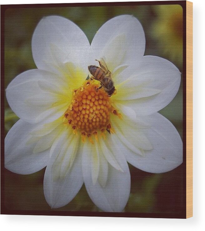 Flower Wood Print featuring the photograph Foto Macro, De Uma Flor ... #flower by Carlos Alberto