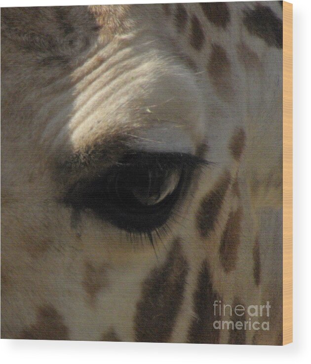 Giraffe Eye Wood Print featuring the photograph Giraffe eye by Kim Galluzzo Wozniak