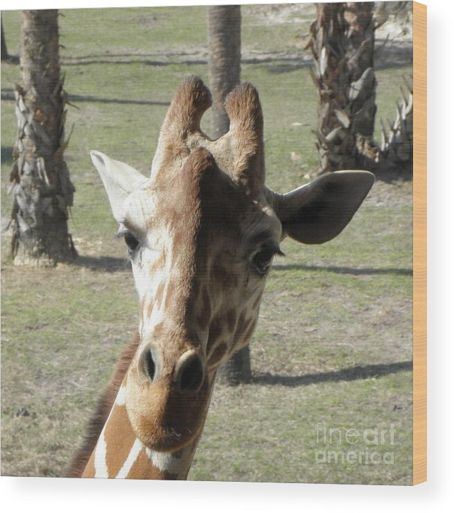 Giraffe Wood Print featuring the photograph Giraffe stare by Kim Galluzzo