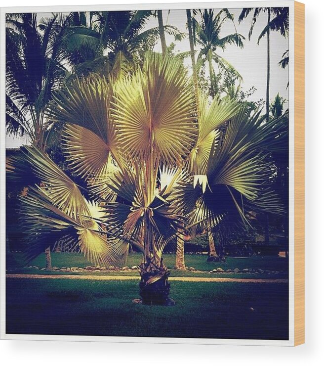 Navema Wood Print featuring the photograph Golden Palm by Natasha Marco