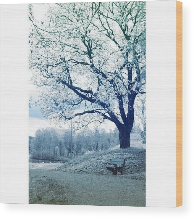 Beautiful Wood Print featuring the photograph Gradient Ir || Finally Got Twitter 8> by Robin Hedberg