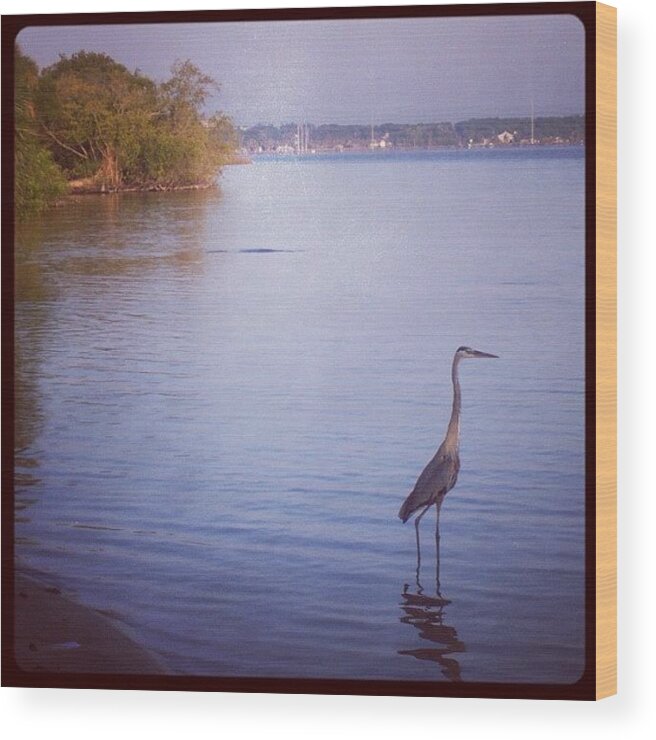 Blue Wood Print featuring the photograph #great #blue #heron #indian #river by Michael Hughes
