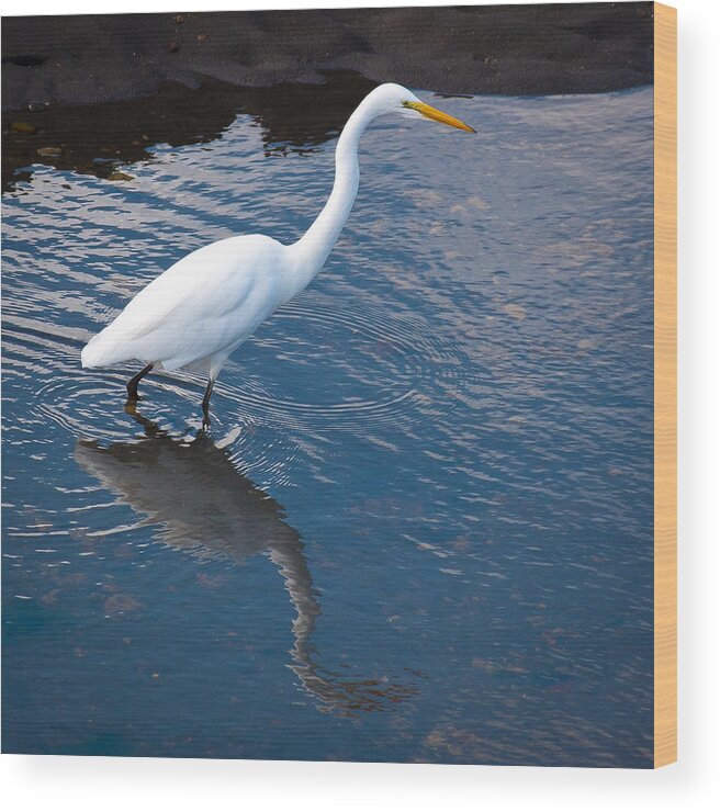 Nisqually Wood Print featuring the photograph Great White Egret II by David Patterson