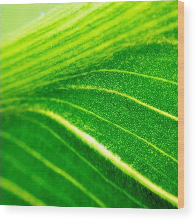 Plant Wood Print featuring the photograph Green Life by Christopher Campbell