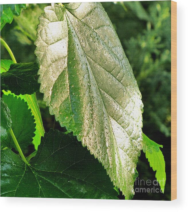 Green Leaf Wood Print featuring the photograph Green Pearl by Marilyn Smith