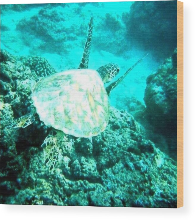 Turtle Wood Print featuring the photograph Hawaiian Turtle #hawaii #turtle #sea by David Sabat