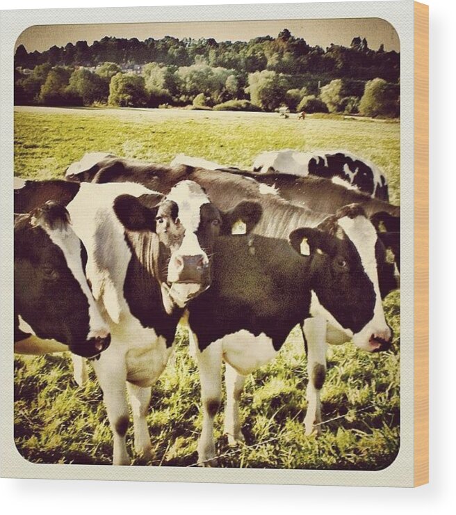 Beautiful Wood Print featuring the photograph Hello #cows, Goodmorning #igers by Wilbert Claessens