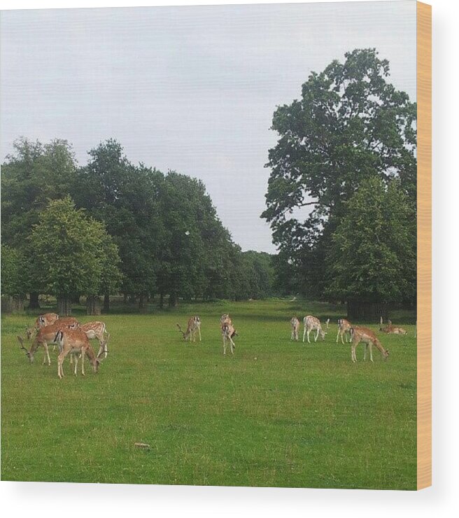 Deer Wood Print featuring the photograph Herd by Abbie Shores