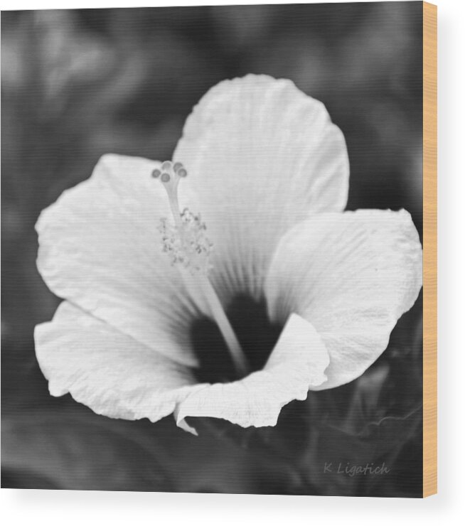 Hibiscus Wood Print featuring the photograph Hibiscus - Black and White Square by Kerri Ligatich