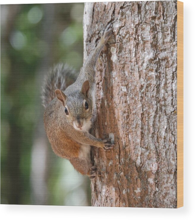 Squirrel Wood Print featuring the photograph Hold Tight by Judy Hall-Folde