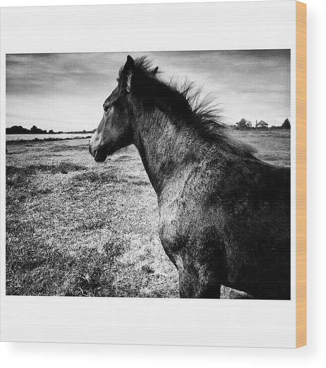 Beautiful Wood Print featuring the photograph #horses #horse #pony #ponies #foal by Little Images