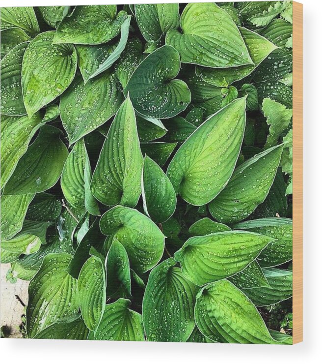 Hosta Wood Print featuring the photograph Hostas in the rain by Nic Squirrell