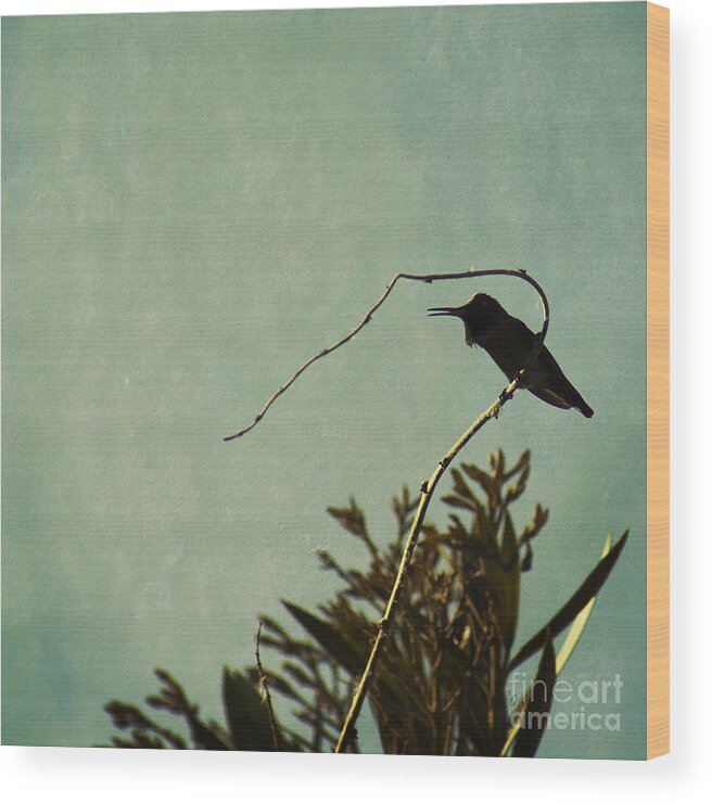 Hummingbird Wood Print featuring the photograph Hummingbird on winter wisteria by Cindy Garber Iverson