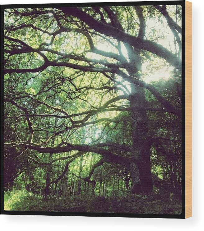 Beautiful Wood Print featuring the photograph Hundred Year Old Oak Trees.. They by Tess Walther