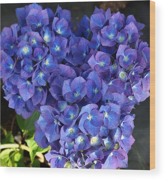Blue Hydrangea Wood Print featuring the photograph Hydrangea by Mary Jo Zorad