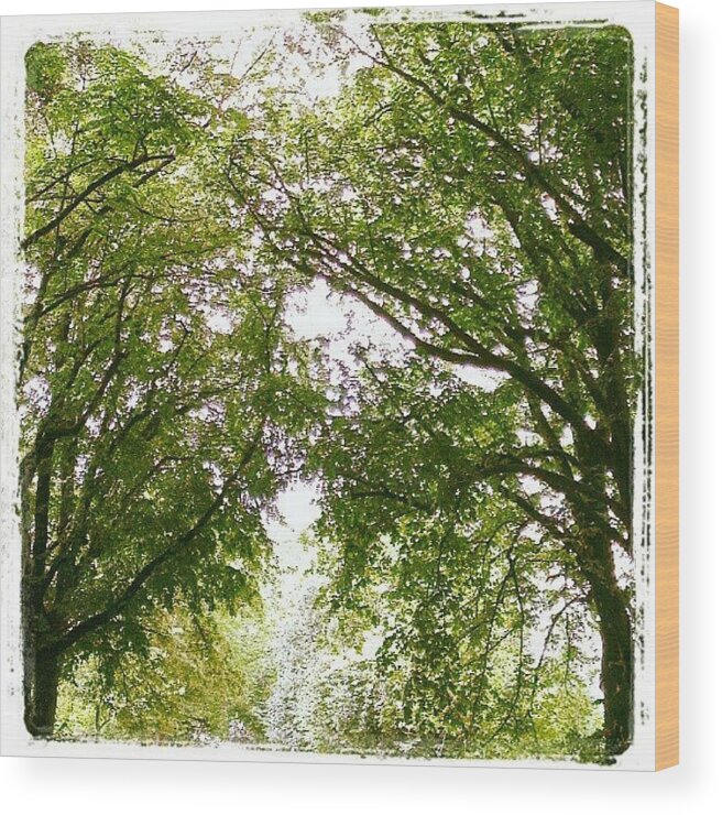  Wood Print featuring the photograph I See Trees Of Green...... Song Quote by Megan Walker