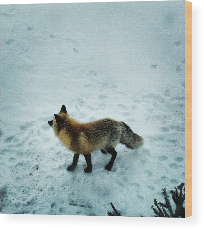 Nature Wood Print featuring the photograph I Wonder What This Little #red #fox Is by Joe P