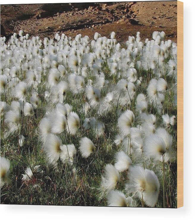  Wood Print featuring the photograph Icelandic Flowers Catch The Wind by Colin Mccoy