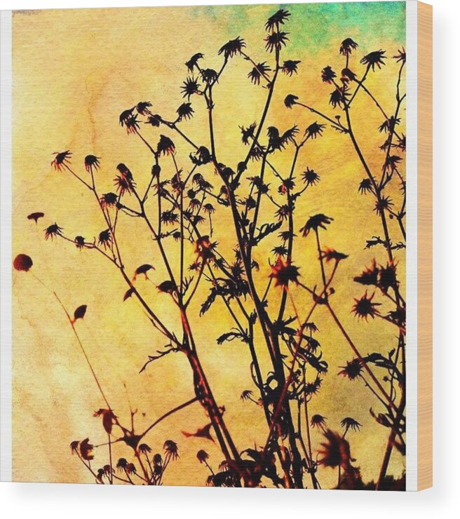 Beautiful Wood Print featuring the photograph I'm In Love With The Dried Out Nature by Melanie Stork