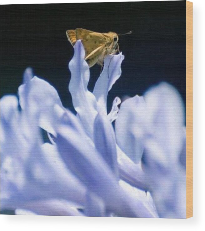 Moth Wood Print featuring the photograph #insect #bug #macro #micro #closeup by Michael Lynch