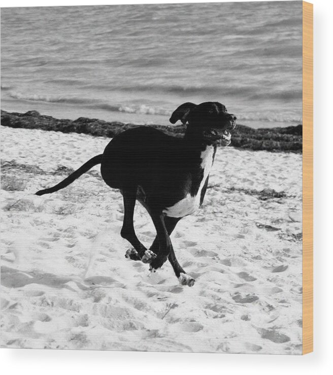 Cute Wood Print featuring the photograph Jimmie The Great Dane by Joel Lopez